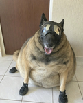 Dillenboi