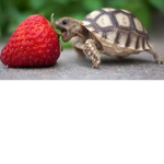 Hey yo tiny Tim