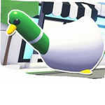 DUCCC ARMY