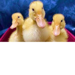 THE OFFICAL CLAN OF DUCKS