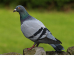 Flying Pigeon Studios
