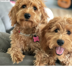 Puppies club amazing