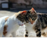 Cat/cafe