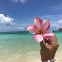 ☆ ☀️ 🐚