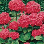 Hydrangea Financial Exchange