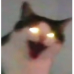 {Cat cat}