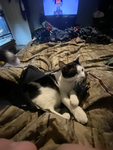 Men’s cats