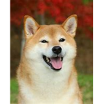 Dog revolution :)