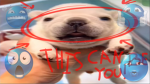 !PIBBLES ARE AWESOME!(pff)