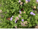 Natalie's Fun House!