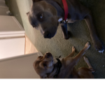 Puppy squad ...