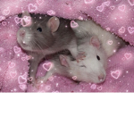 Rats- :>
