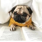 - Pug Gang -