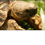 The Turtle Man Group
