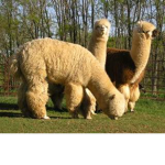 The Alpaca Team