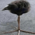 skibidi poop toilet ohio sigma rizz land