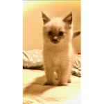 MisaTheKitty