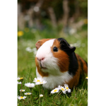 Guinea pig club!!