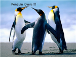 Penguins lovers!