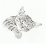 Kitty-Clan
