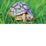 Shave turtle squad
