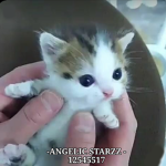 - ANGELIC STARZZ -
