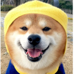 Doggo group hangout
