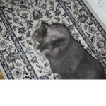 Cat is the best pet ever
