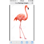All flamingoes on board