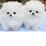 The Puppy Group For Puppies
