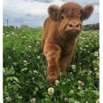 Cows are bootaful