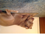 Super lava dog