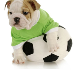 Dogs r life