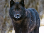 Sshadowwolf