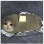 Wir sind die coolen BUTTER KATZEN