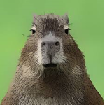 Capibara's Company
