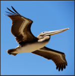 The2pelicans group