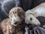 Chewy and Charlie