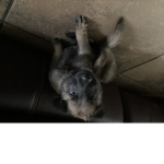 My dog die :(