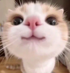 UGC EMOTE :3