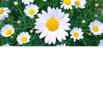 Becca’s Daisy’s