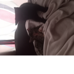I love cats:)