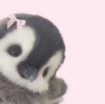 dwollies୨୧