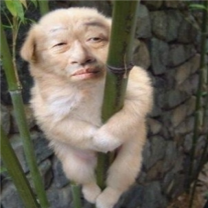 is this Dog Roblox decal