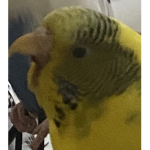 Birb Fandom