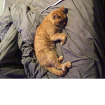 Kittie United