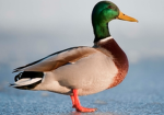 QuacksClothing