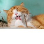 fat cat love group
