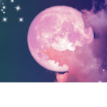 Pink Moon Roses