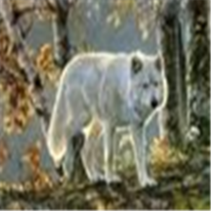 White Wolf Roblox decal